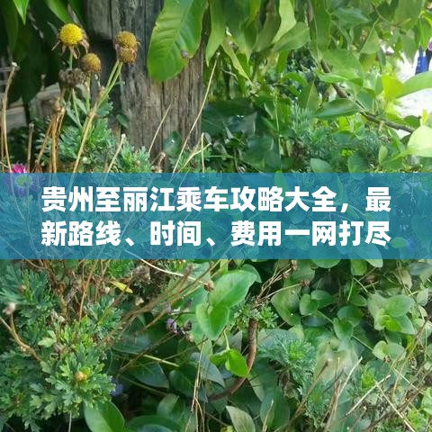 贵州至丽江乘车攻略大全，最新路线、时间、费用一网打尽