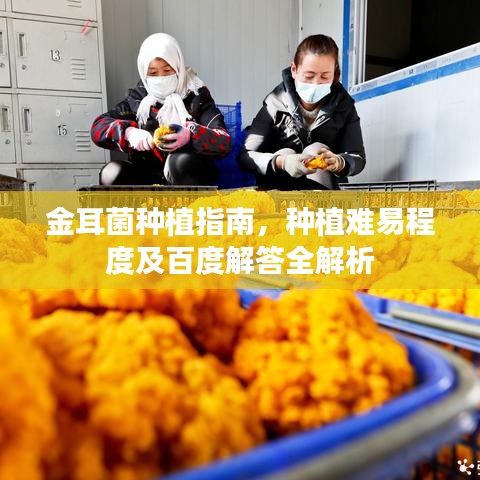 金耳菌种植指南，种植难易程度及百度解答全解析