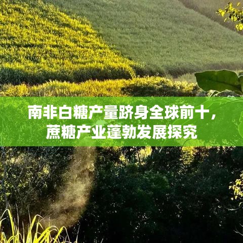 南非白糖产量跻身全球前十，蔗糖产业蓬勃发展探究