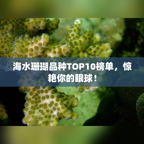 海水珊瑚品种TOP10榜单，惊艳你的眼球！