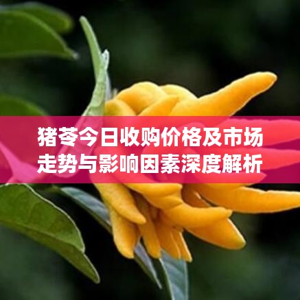 猪苓今日收购价格及市场走势与影响因素深度解析
