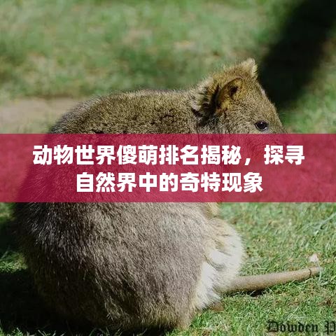 动物世界傻萌排名揭秘，探寻自然界中的奇特现象