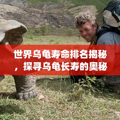 世界乌龟寿命排名揭秘，探寻乌龟长寿的奥秘