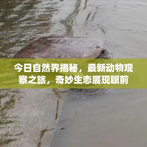 今日自然界揭秘，最新动物观察之旅，奇妙生态展现眼前