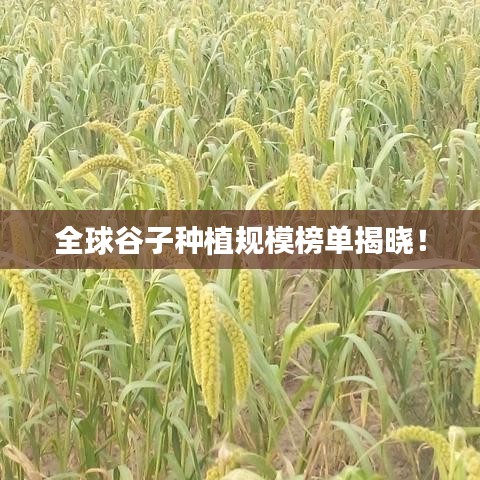 全球谷子种植规模榜单揭晓！