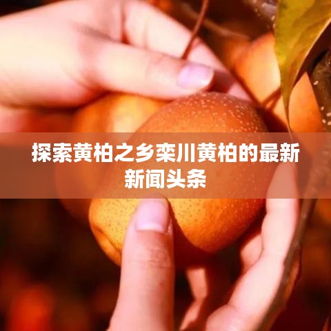探索黄柏之乡栾川黄柏的最新新闻头条