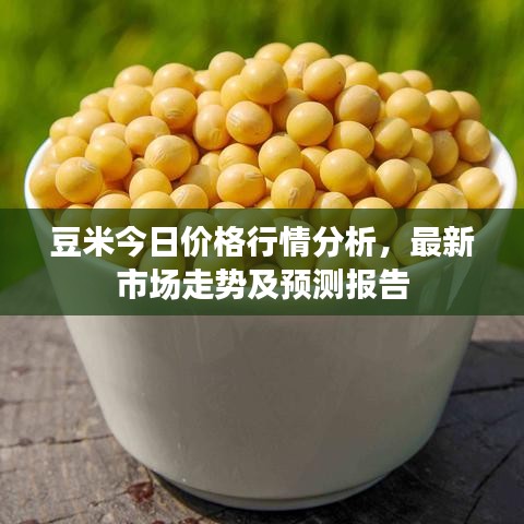 豆米今日价格行情分析，最新市场走势及预测报告