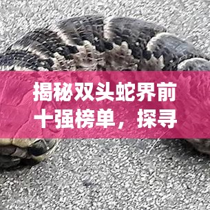 揭秘双头蛇界前十强榜单，探寻神秘生物的魅力与独特特征