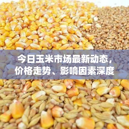 今日玉米市场最新动态，价格走势、影响因素深度解析