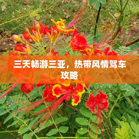 三天畅游三亚，热带风情驾车攻略