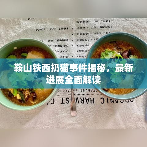 鞍山铁西扔猫事件揭秘，最新进展全面解读