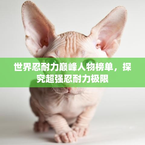 世界忍耐力巅峰人物榜单，探究超强忍耐力极限
