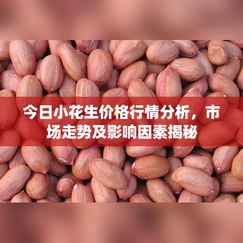 今日小花生价格行情分析，市场走势及影响因素揭秘