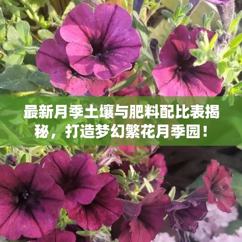 最新月季土壤与肥料配比表揭秘，打造梦幻繁花月季园！