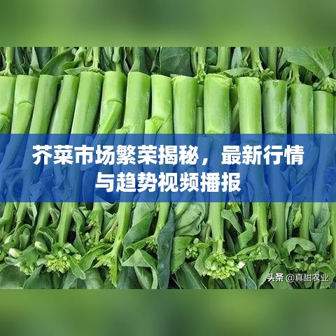 芥菜市场繁荣揭秘，最新行情与趋势视频播报