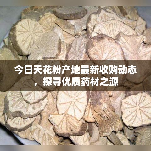 今日天花粉产地最新收购动态，探寻优质药材之源