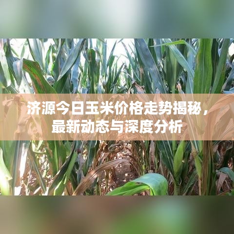 济源今日玉米价格走势揭秘，最新动态与深度分析