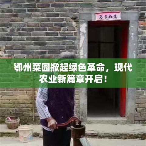 鄂州菜园掀起绿色革命，现代农业新篇章开启！