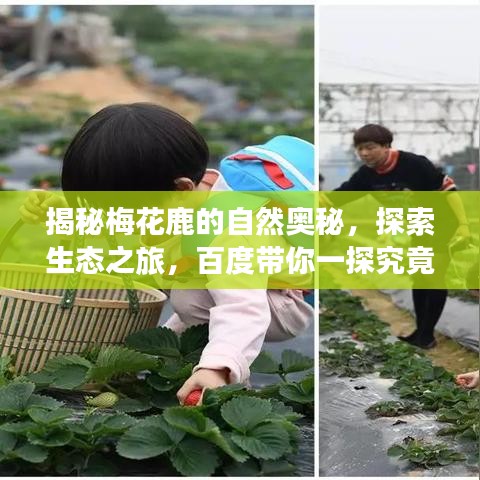 揭秘梅花鹿的自然奥秘，探索生态之旅，百度带你一探究竟！
