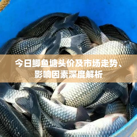 今日鲫鱼塘头价及市场走势、影响因素深度解析