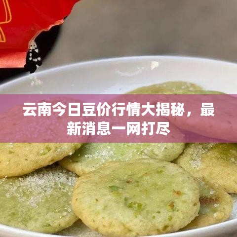云南今日豆价行情大揭秘，最新消息一网打尽