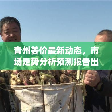 青州姜价最新动态，市场走势分析预测报告出炉！