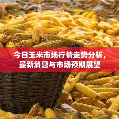 今日玉米市场行情走势分析，最新消息与市场预期展望