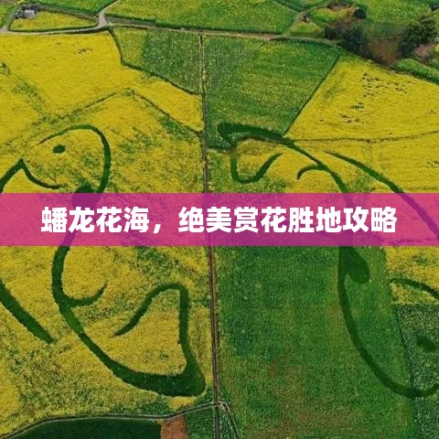蟠龙花海，绝美赏花胜地攻略
