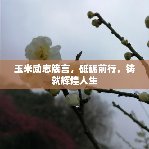 玉米励志箴言，砥砺前行，铸就辉煌人生