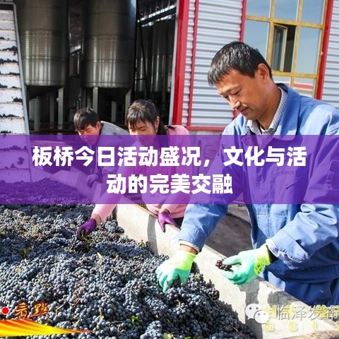 板桥今日活动盛况，文化与活动的完美交融