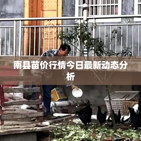 南县苗价行情今日最新动态分析
