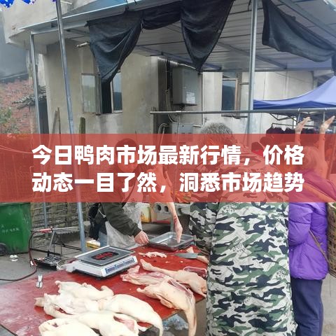 今日鸭肉市场最新行情，价格动态一目了然，洞悉市场趋势