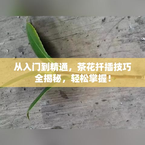 从入门到精通，茶花扦插技巧全揭秘，轻松掌握！