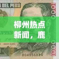 柳州热点新闻，鹿寨车祸事件引发社会广泛关注