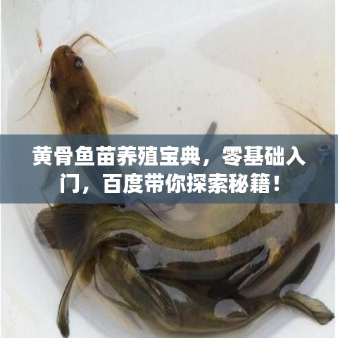 黄骨鱼苗养殖宝典，零基础入门，百度带你探索秘籍！