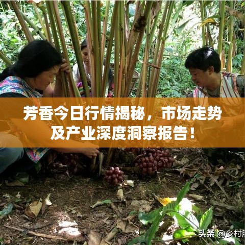 芳香今日行情揭秘，市场走势及产业深度洞察报告！