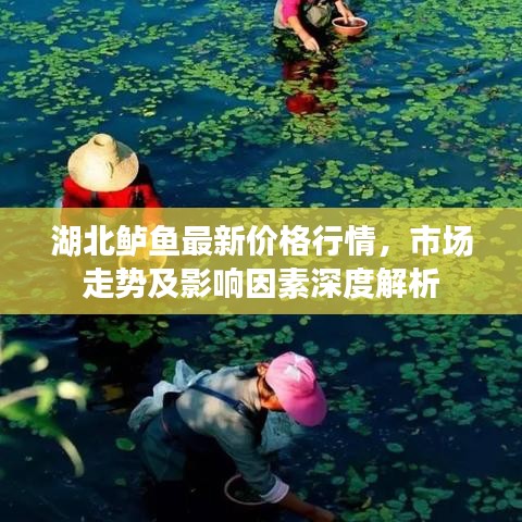 湖北鲈鱼最新价格行情，市场走势及影响因素深度解析