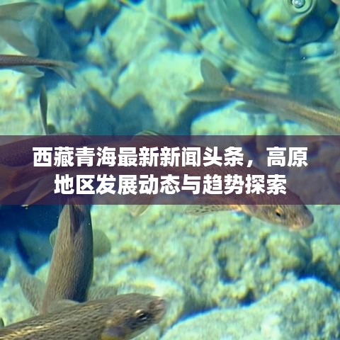 西藏青海最新新闻头条，高原地区发展动态与趋势探索