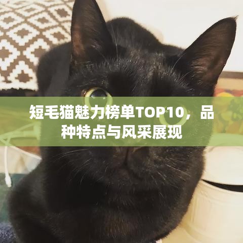 短毛猫魅力榜单TOP10，品种特点与风采展现