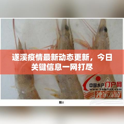 遂溪疫情最新动态更新，今日关键信息一网打尽