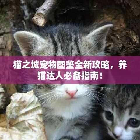 猫之城宠物图鉴全新攻略，养猫达人必备指南！