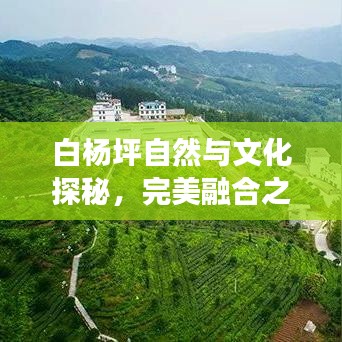 白杨坪自然与文化探秘，完美融合之旅攻略