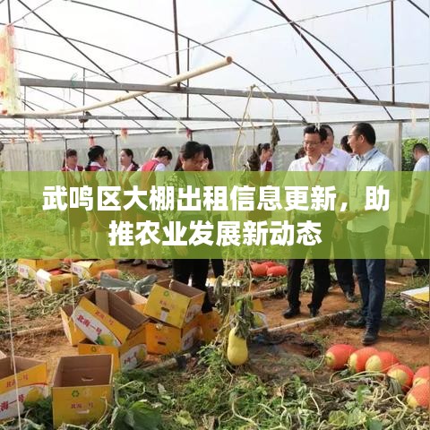 武鸣区大棚出租信息更新，助推农业发展新动态