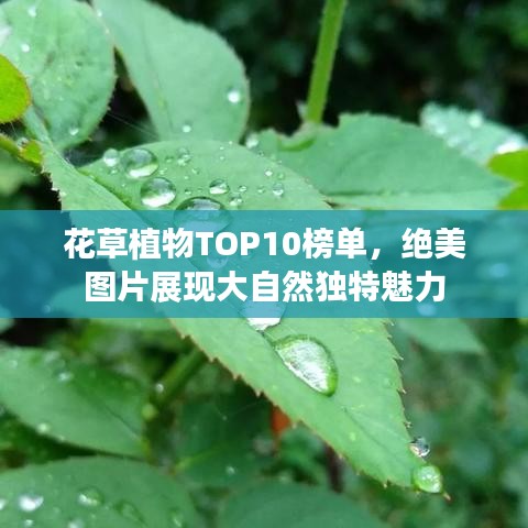 花草植物TOP10榜单，绝美图片展现大自然独特魅力