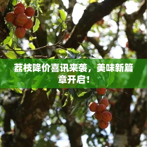 荔枝降价喜讯来袭，美味新篇章开启！