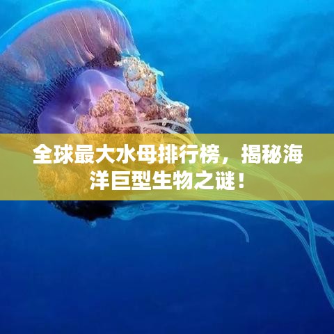 全球最大水母排行榜，揭秘海洋巨型生物之谜！