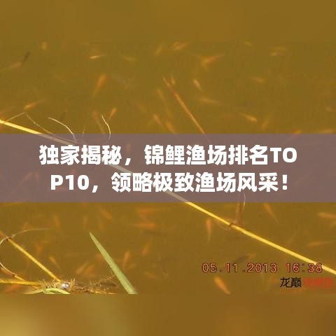 独家揭秘，锦鲤渔场排名TOP10，领略极致渔场风采！