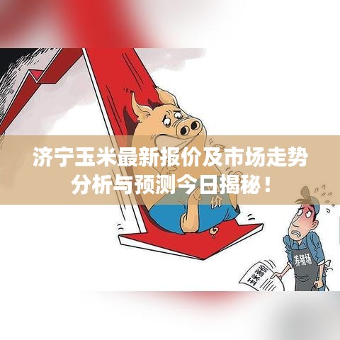 济宁玉米最新报价及市场走势分析与预测今日揭秘！