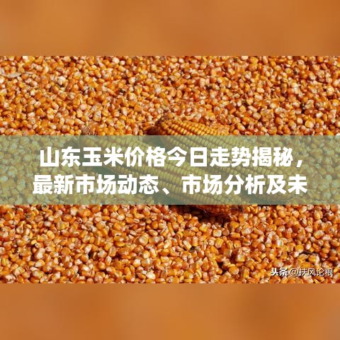 山东玉米价格今日走势揭秘，最新市场动态、市场分析及未来预测