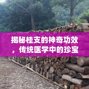 乌鸟私情